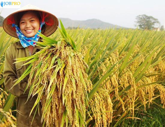 Lúa và người nông dân